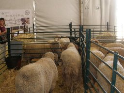 phoca_thumb_l_fotosnoviembre2012 1691